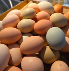 Œufs fécondés – Poules mixtes aux œufs colorés