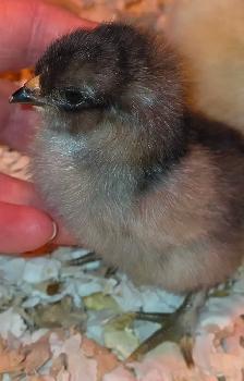 Œufs fécondés – Poules mixtes aux œufs colorés - Photo 2