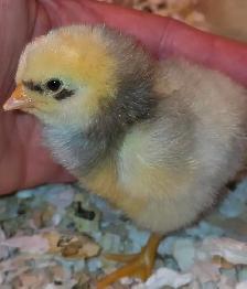 Œufs fécondés – Poules mixtes aux œufs colorés - Photo 3