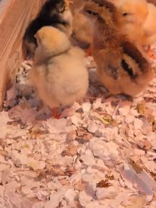 Œufs fécondés – Poules mixtes aux œufs colorés - Photo 4