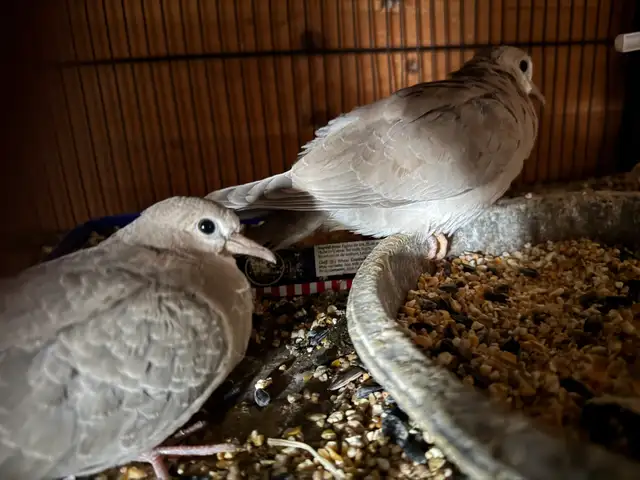 Beautiful ring, neck,