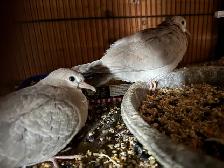 Beautiful ring, neck,