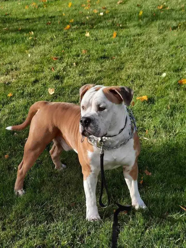 UKC REGISTERED BULLY