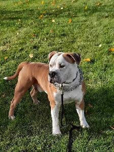 UKC REGISTERED BULLY