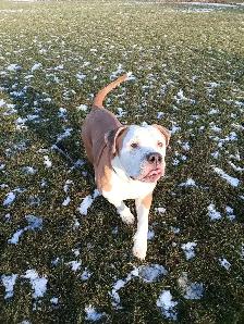 UKC REGISTERED BULLY - Photo 2