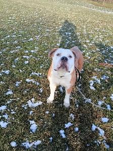 UKC REGISTERED BULLY - Photo 3