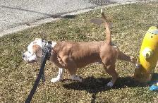 UKC REGISTERED BULLY - Photo 4