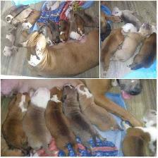 UKC REGISTERED BULLY - Photo 5