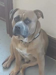 UKC REGISTERED BULLY - Photo 6