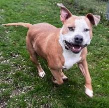 UKC REGISTERED BULLY - Photo 7