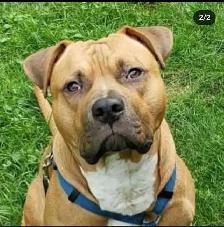 UKC REGISTERED BULLY - Photo 8