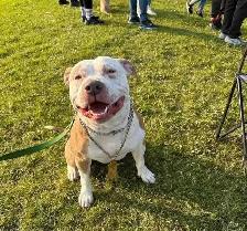 UKC REGISTERED BULLY - Photo 9