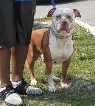 UKC REGISTERED BULLY - Photo 10