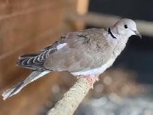 ring Nick doves - Photo 2