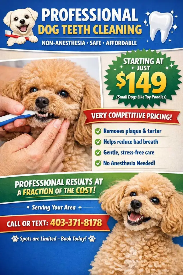 Professional Dog Teeth Cleaning Starting From $149