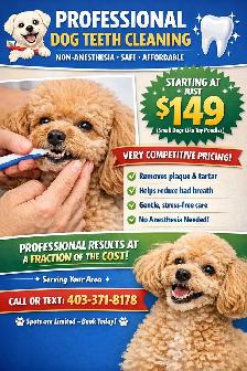 Professional Dog Teeth Cleaning Starting From $149 - Photo 1