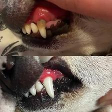 Professional Dog Teeth Cleaning Starting From $149 - Photo 2