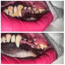 Professional Dog Teeth Cleaning Starting From $149 - Photo 3