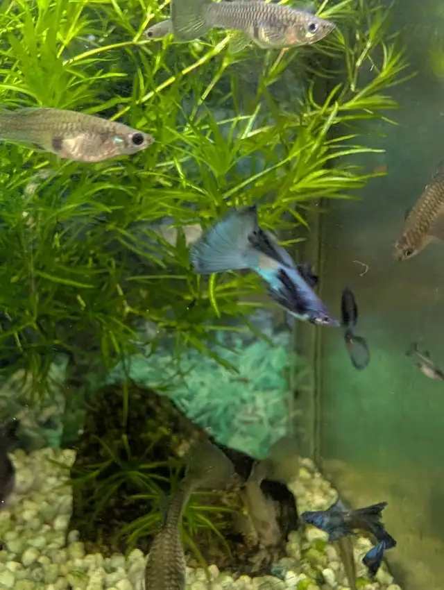 Guppys Blue moscow 3.33$