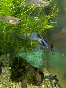 Guppys Blue moscow 3.33$