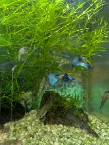 Guppys Blue moscow 3.33$ - Photo 2