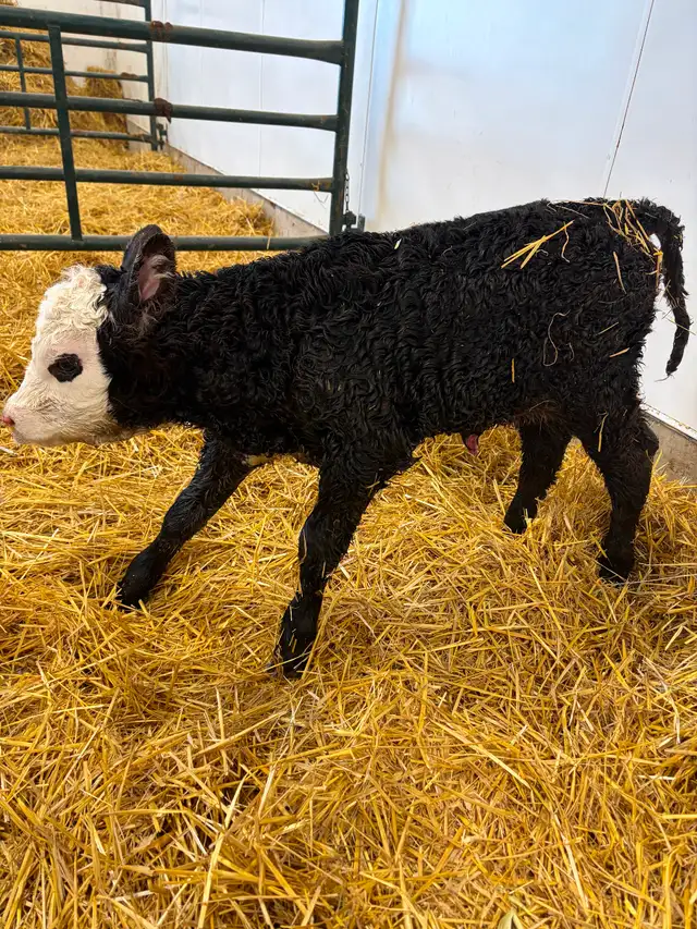 BBF Simm/Angus X Hfr