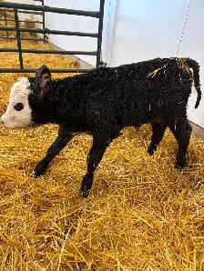 BBF Simm/Angus X Hfr