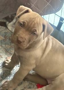 Beautiful Presa Canaro X pups