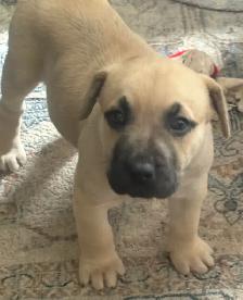 Beautiful Presa Canaro X pups - Photo 2