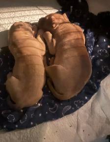 Beautiful Presa Canaro X pups - Photo 3