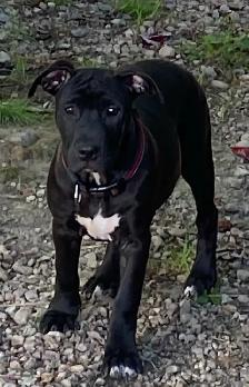 Beautiful Presa Canaro X pups - Photo 4