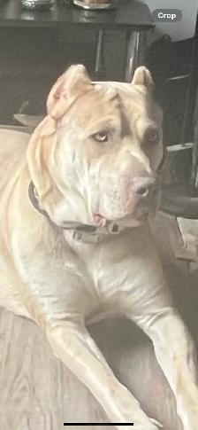 Beautiful Presa Canaro X pups - Photo 5