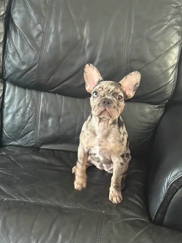 Bouledogue français de 3 mois