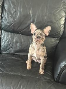 Bouledogue français de 3 mois