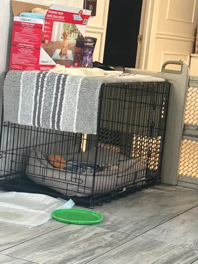 Bouledogue français de 3 mois - Photo 2