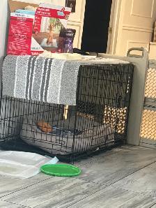 Bouledogue français de 3 mois - Photo 2