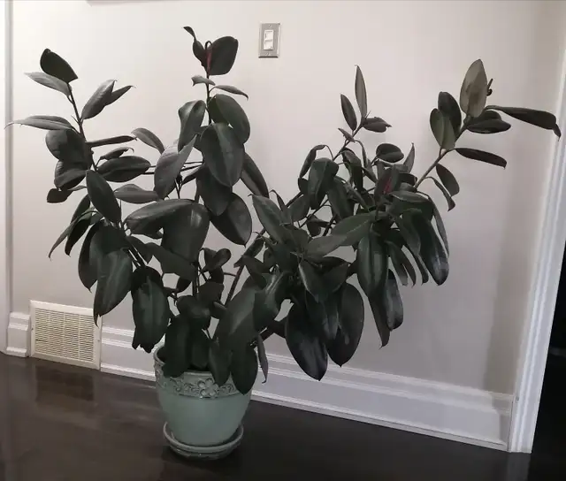 Rubber Tree, 4 ft tall, include beautiful Ceramic pot