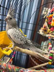 young cockatiels - Photo 2
