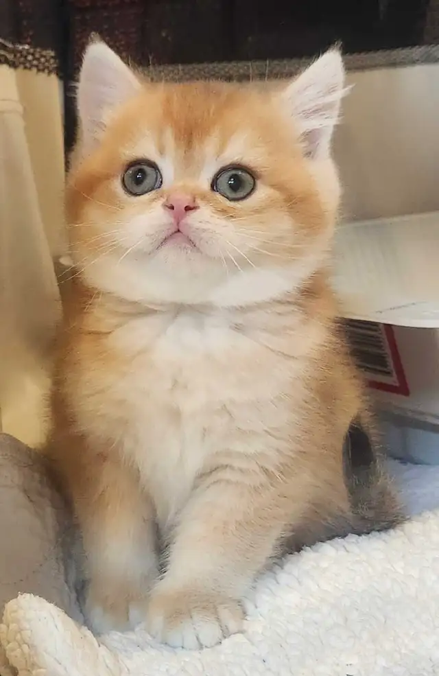 Magnifique SCOTTISH et BRITISH