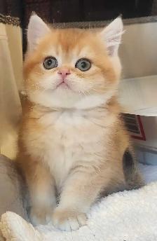 Magnifique SCOTTISH et BRITISH