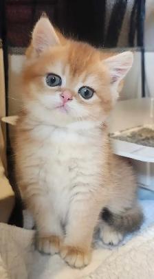 Magnifique SCOTTISH et BRITISH - Photo 3