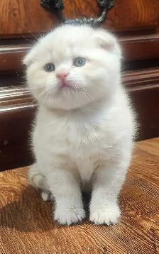 Magnifique SCOTTISH et BRITISH - Photo 4