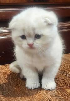 Magnifique SCOTTISH et BRITISH - Photo 5