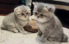 Magnifique SCOTTISH et BRITISH - Photo 6