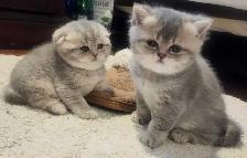 Magnifique SCOTTISH et BRITISH - Photo 7