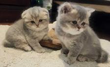 Magnifique SCOTTISH et BRITISH - Photo 8