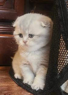 Magnifique SCOTTISH et BRITISH - Photo 9