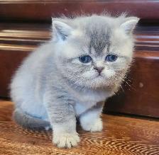 Magnifique SCOTTISH et BRITISH - Photo 10