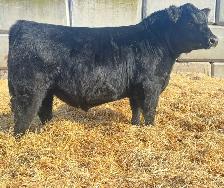 Calving Ease Bulls FORSALE