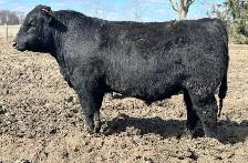 Calving Ease Bulls FORSALE - Photo 3
